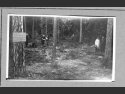 Ekshumacje ciał zmarłych i zamordowanych więźniów z leśnego cmentarza w Sławięccach - zdjęcie z marca 1946